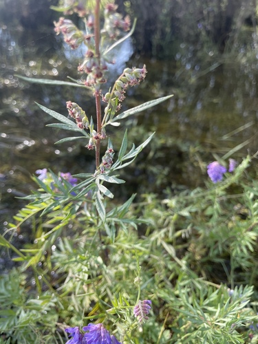 Artemisia mongolica — photo