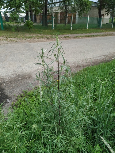 Artemisia mongolica