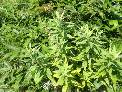 Artemisia monophylla — photo