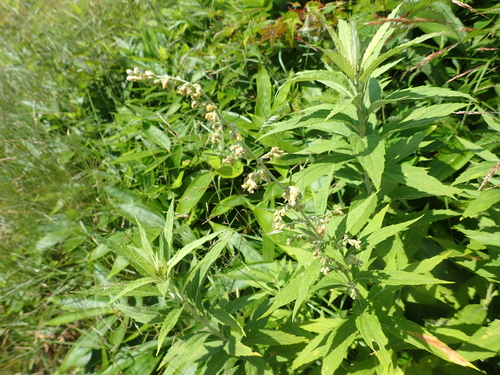 Artemisia monophylla — photo