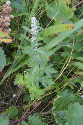 Artemisia montana