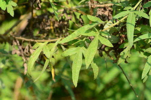 Artemisia nilagirica — photo