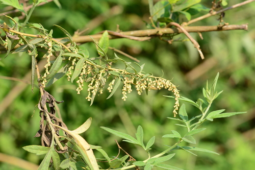 Artemisia nilagirica — photo