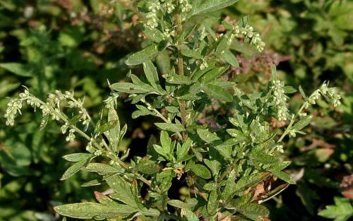 Artemisia nilagirica