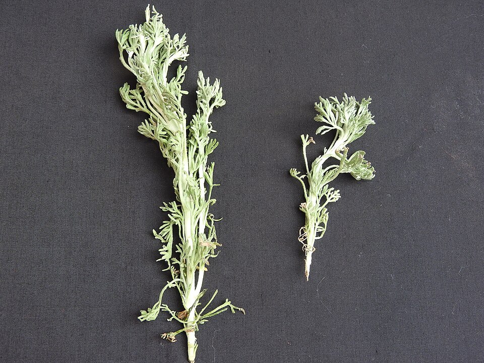 Artemisia pallens (Davana) — photo