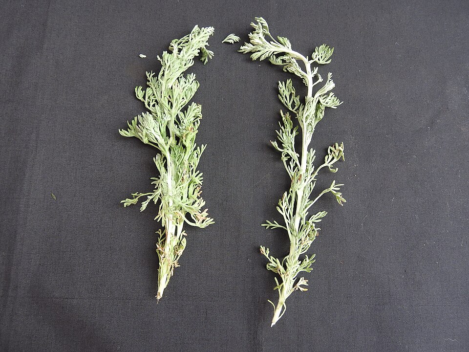 Artemisia pallens (Davana) — photo