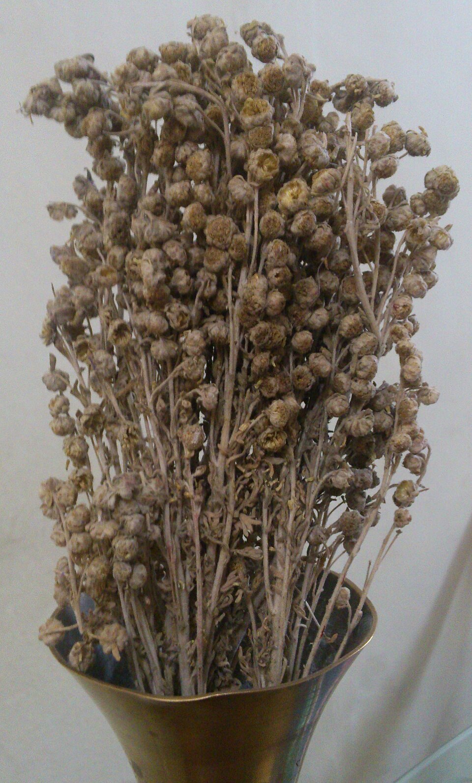 Artemisia pallens