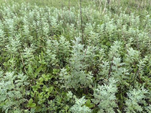 Artemisia pontica (Roman wormwood) — photo