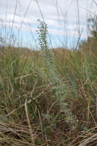 Artemisia pontica (Roman wormwood) — photo