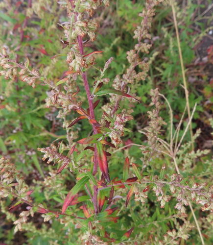 Artemisia princeps (Mugwort) — photo