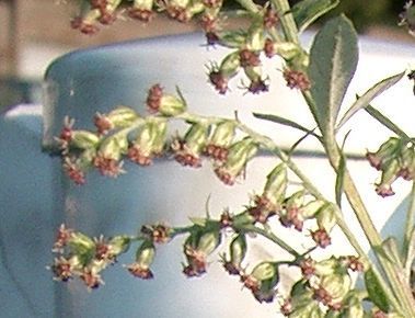 Artemisia princeps (Mugwort) — photo