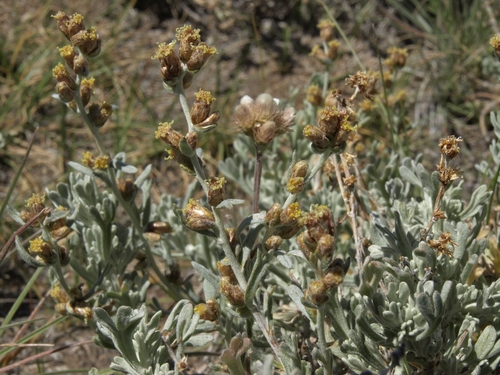 Artemisia rothrockii (Rothrock sagebrush) — photo