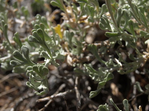 Artemisia rothrockii (Rothrock sagebrush) — photo
