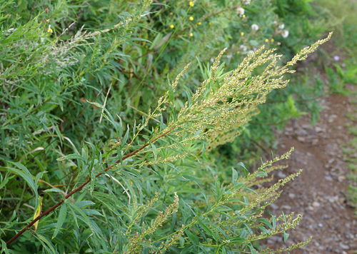 Artemisia rubripes