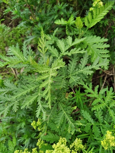 Artemisia sacrorum — photo