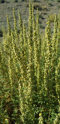 Artemisia sacrorum