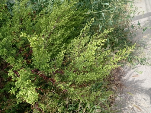 Artemisia scoparia (Scoparia Wormwood) — photo