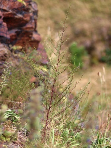 Artemisia scoparia (Scoparia Wormwood) — photo