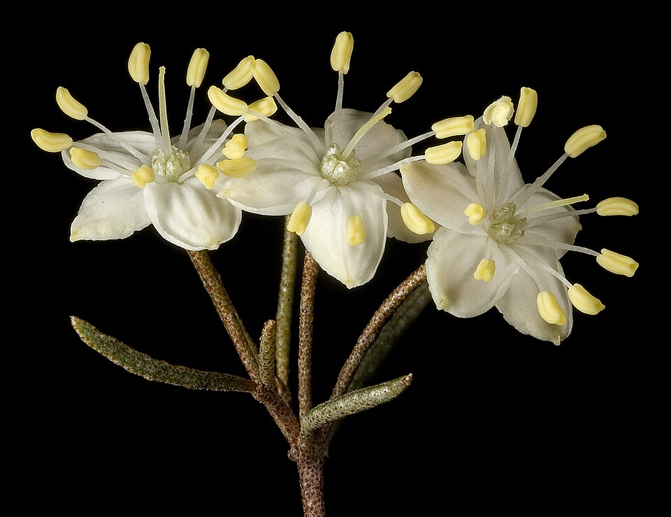 Artemisia sibirica