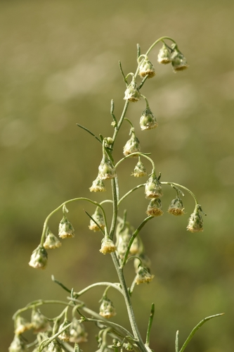 Artemisia sieversiana (Erme) — photo