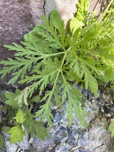 Artemisia sieversiana (Erme) — photo