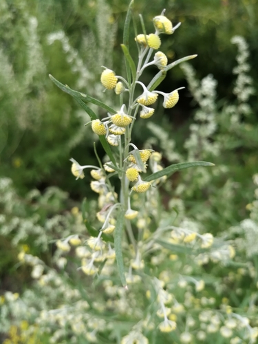 Artemisia sieversiana
