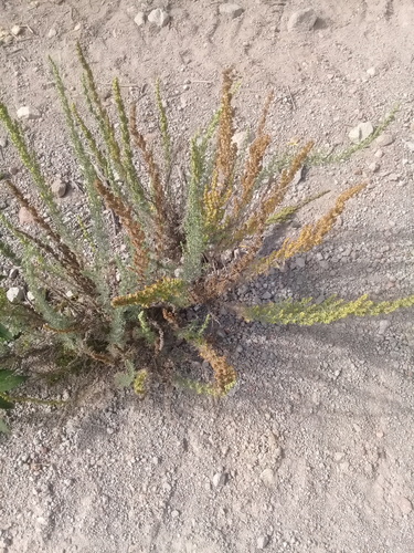Artemisia sodiroi — photo