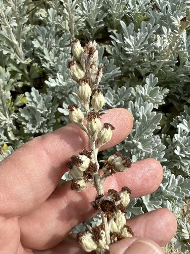Artemisia stelleriana (Dusty Miller) — photo