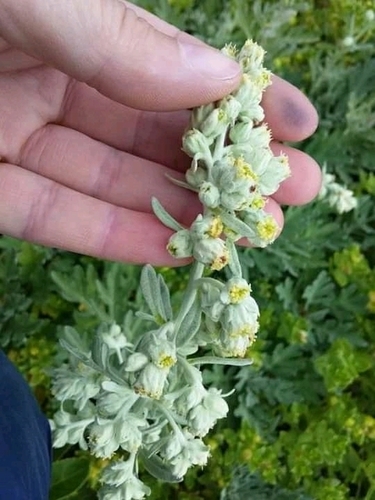 Artemisia stelleriana (Dusty Miller) — photo