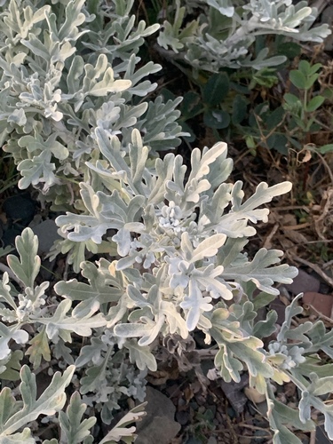 Artemisia stelleriana