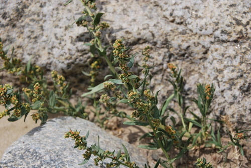 Artemisia subdigitata — photo