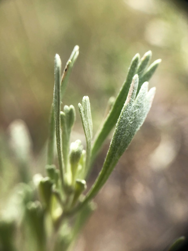 Artemisia tridentata (Big sagebrush) — photo