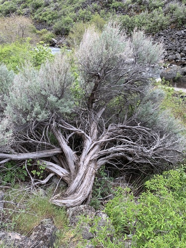 Artemisia tridentata (Big sagebrush) — photo