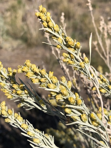 Artemisia tripartita (Threetip sage brush) — photo