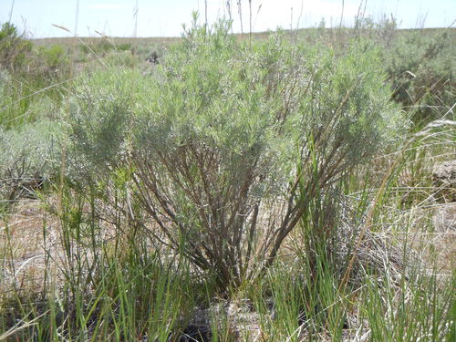 Artemisia tripartita (Threetip sage brush) — photo