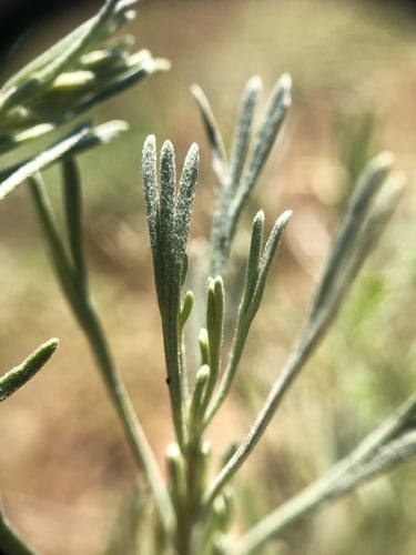 Artemisia tripartita