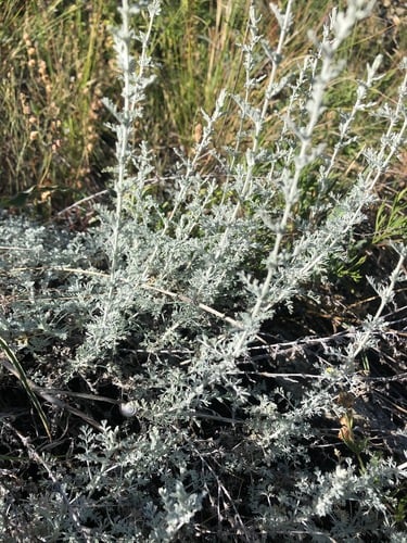 Artemisia vallesiaca (Alpine wormwood) — photo