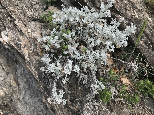 Artemisia vallesiaca (Alpine wormwood) — photo