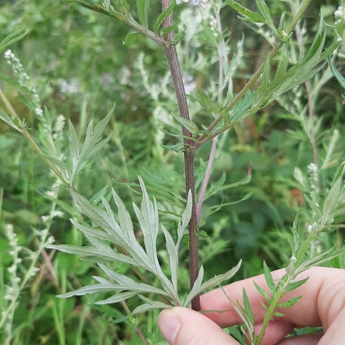 Artemisia vulgaris (Mugwort) — photo