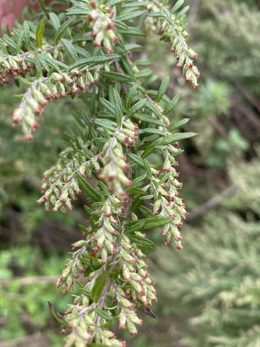 Artemisia vulgaris (Mugwort) — photo