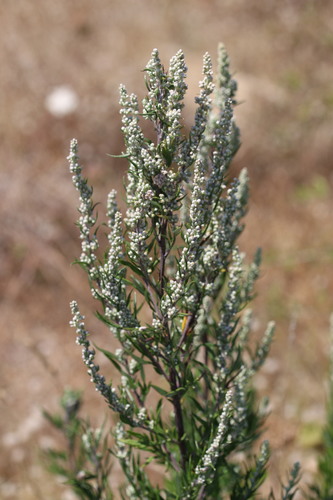 Artemisia vulgaris var. parviflora