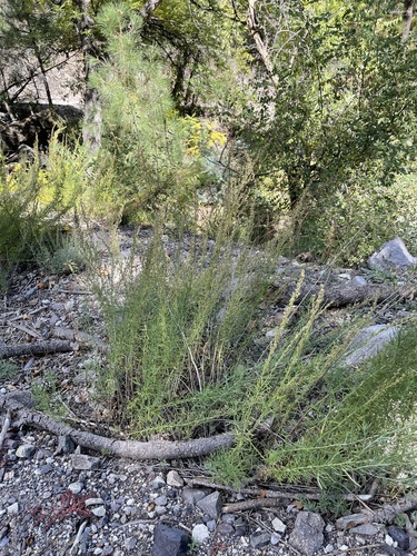 Artemisia wrightii — photo
