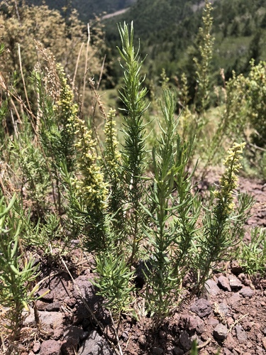 Artemisia wrightii — photo