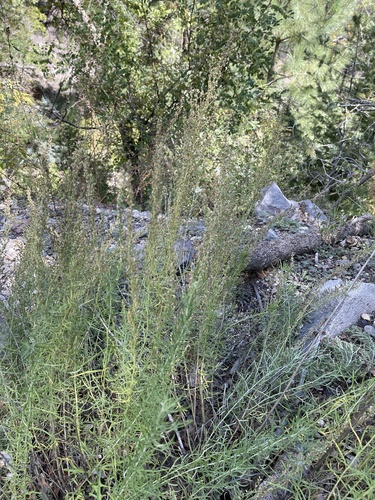 Artemisia wrightii