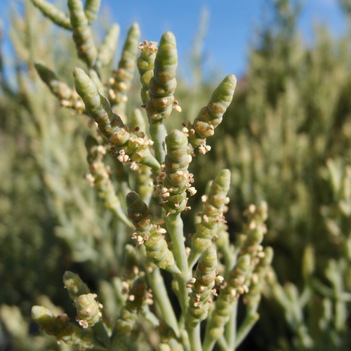Arthroceras subterminale (Glasswort) — photo