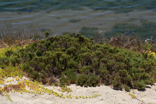 Arthroceras subterminale (Glasswort) — photo