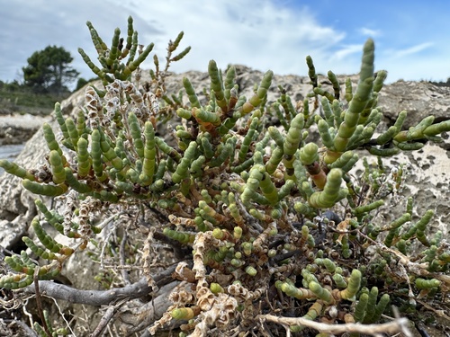 Arthrocnemum macrostachyum (European glasswort) — photo
