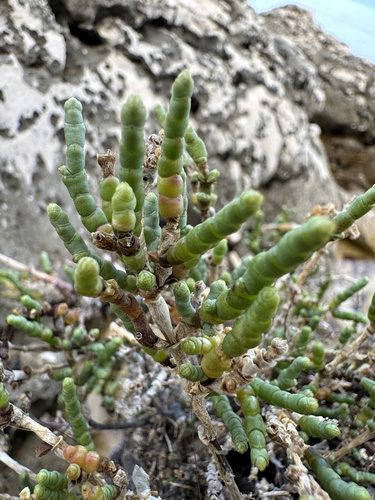 Arthrocnemum macrostachyum (European glasswort) — photo