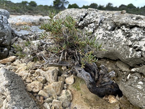 Arthrocnemum macrostachyum