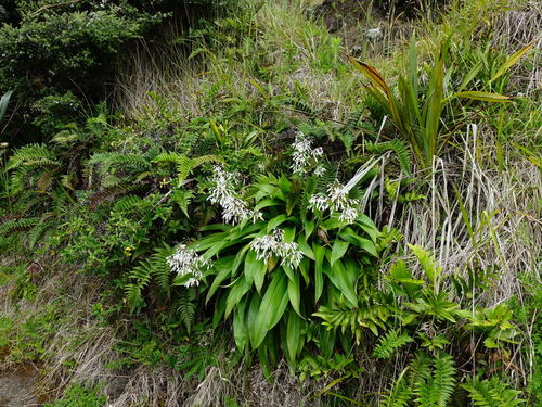 Arthropodium cirrhatum (New Zealand Rock Lily) — photo